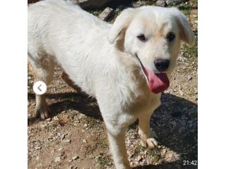 Bianca 1anno tg media bellissima cresce in canile.MOLISE
