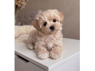 maltipoo - pagamento agevolato