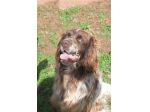 Zefiro un cane rinchiuso in canile