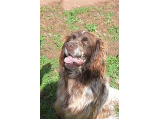 Zefiro un cane rinchiuso in canile