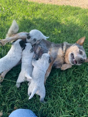 Splendidi cuccioli Australian Cattle Dog - Foto 8