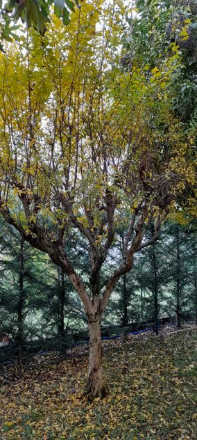 albero Melograno. - Foto 7