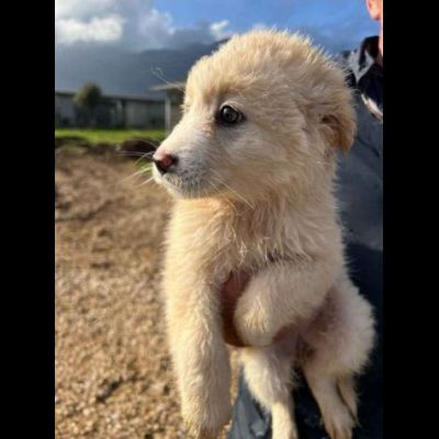 CUCCIOLI IN ADOZIONE UN MIRACOLO DI SALVEZZA - Foto 3