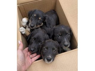 CUCCIOLI 2 MESI taglia media