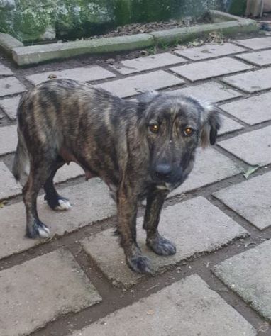 NATIA, dolcissima cagnolina - Foto 4