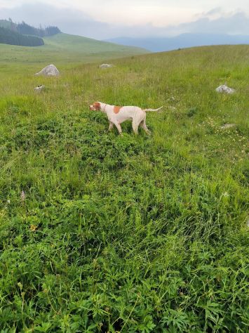 Pointer inglese cuccioli altissima t - Annunci Milano