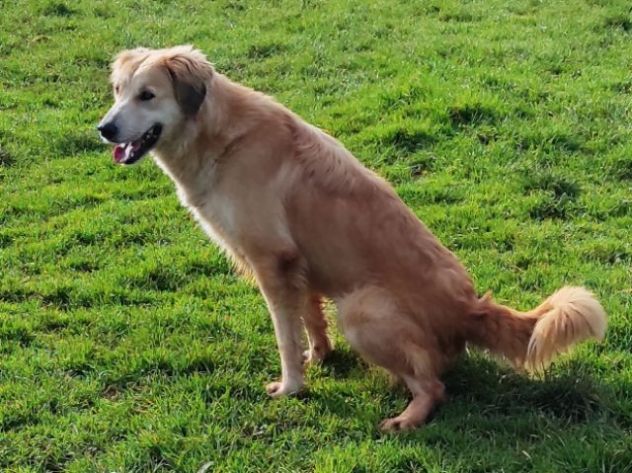 CAGNOLINA DA ADOTTARE - Foto 3