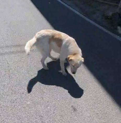Scricciola dolcissima simil labrador che ama i gatti - Foto 3