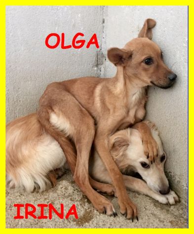 SPLENDIDE CAGNOLINE SPAVETATE SOLE IN CANILE CERCANO CASA - Foto 6