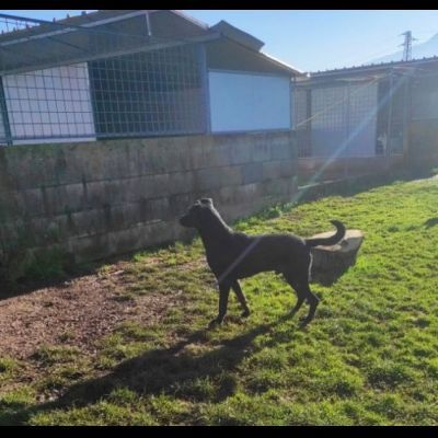AARON EMPATICO E VITALE, CANE IN ADOZIONE. - Foto 7