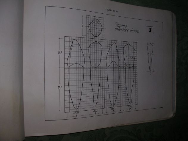 IL DISEGNO DEI DENTI - Foto 8