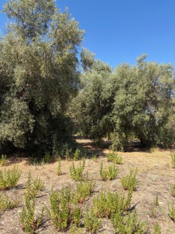 Uliveto di mq 10.000 con rudere in contrada Muraglia Mele - Foto 6