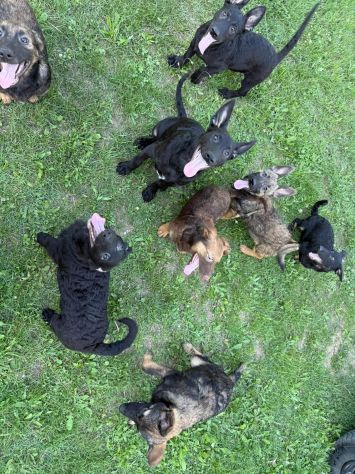 8 LUPACCHIOTTI cuccioli, super simpatici! - Foto 10