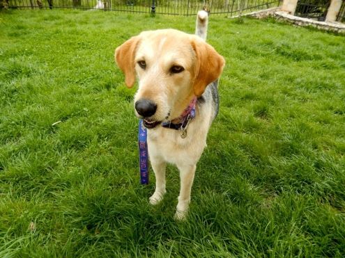 NOCE, bellissima cagnolina in pericolo - Foto 3