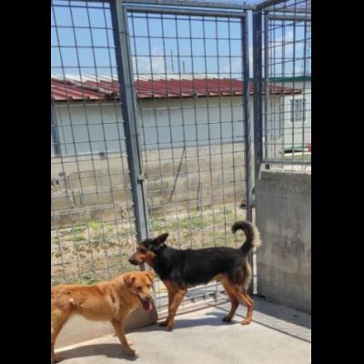 GRISU' la vita tra le sbarre, cane in adozione, tg medio contenuta - Foto 6