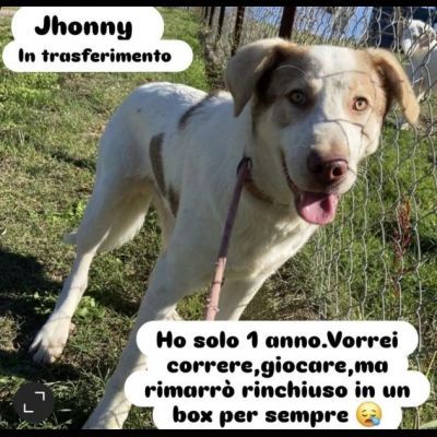 JHONNY rimarrà recluso a vita, ha solo 1 anno. Cane in adozione