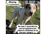 JHONNY rimarrà recluso a vita, ha solo 1 anno. Cane in adozione