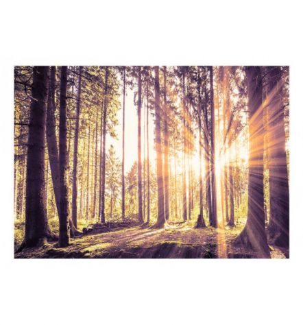 Fotomurale Adesivo Nel Bosco Al Mattino Arredalacasa - Foto 2