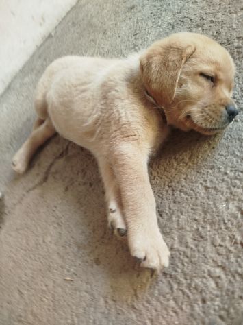 Cucciolo di Labrador Retriever - Foto 3