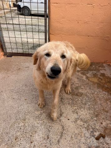 GOLDIE 5 ANNI simil Golden Retriever - Foto 9
