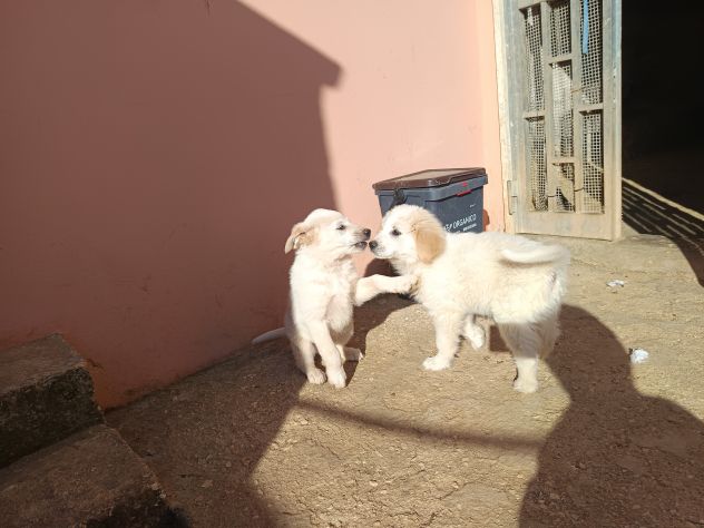 Regalo cuccioli - Foto 2