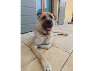 BUBU adozione del cuore per un cane giocoso