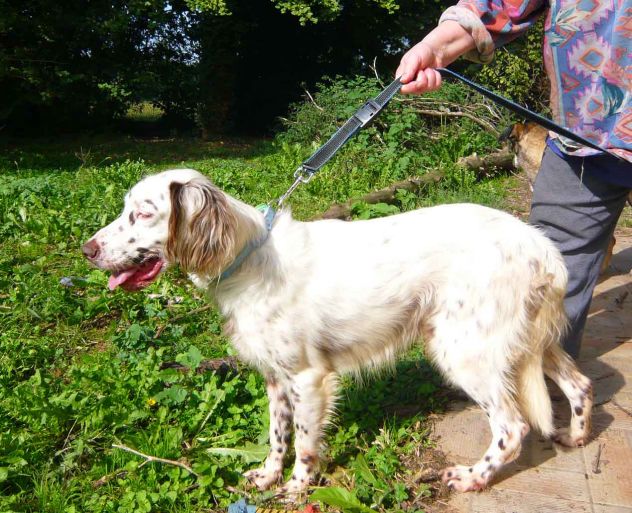 ARTU', fantastico setter inglese - Foto 8