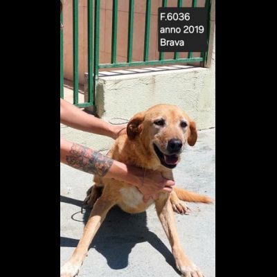 SENZA NOME, SOLO UN NUMERO 380260, TRA TANTI, CAGNOLINA IN ADOZIONE - Foto 2