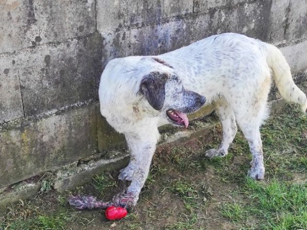 JAGO ADORABILE TENERONE: CANE IN ADOZIONE - Foto 4