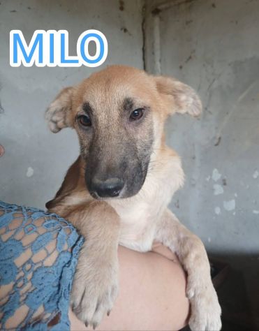 Cuccioli maschi e femmine - Foto 4