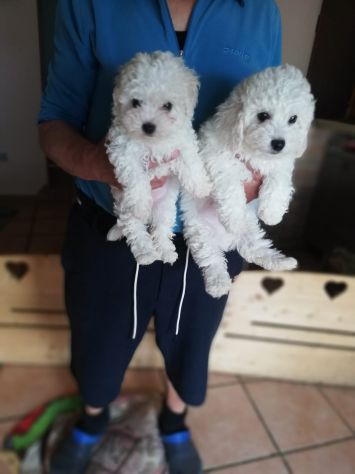 Cuccioli di Barboncino Bianco