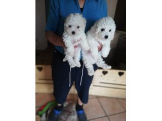 Cuccioli di Barboncino Bianco