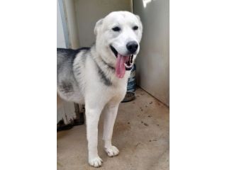Oscar bellissimo mix husky in adozione