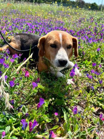 Penny beagle taglia piccola 10 kg - Foto 2