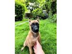 Cuccioli Pastore Belga Malinois