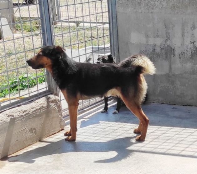 CANE IN ADOZIONE: GRISU' il lupetto abbandonato, taglia medio contenuta - Foto 3