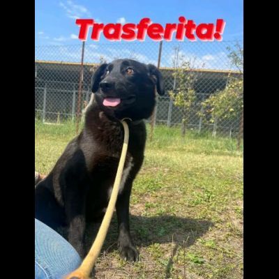 UN' OPPORTUNITÀ PER DONNA: CAGNOLINA IN ADOZIONE - Foto 4