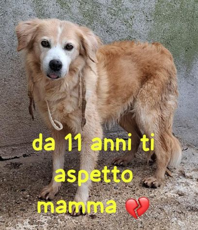 SISSY 11 ANNI taglia media piccola