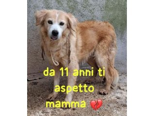 SISSY 11 ANNI taglia media piccola