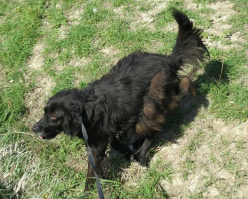 LADY, cagnolina dolcissima - Foto 3