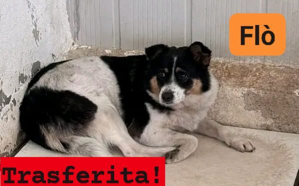 FLO' CAGNOLINA IN ADOZIONE - Foto 2