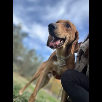 DIAMANTE SOCIEVOLE DELICATO CANE IN ADOZIONE  TG CONTENUTA - Foto 6