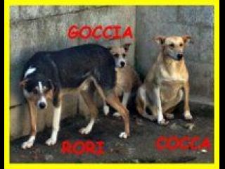 CAGNOLINI SPLENDIDI SOLI IN CANILE CERCANO CASA