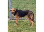 EGGY una foto per una vita, CANE IN ADOZIONE