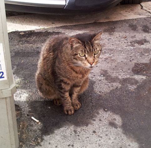 NORA, gattina splendida in cerca di casa - Foto 3