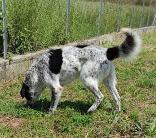 ESCAPE DOLCE E DISCRETO: CANE IN ADOZIONE TG MEDIA - Foto 8
