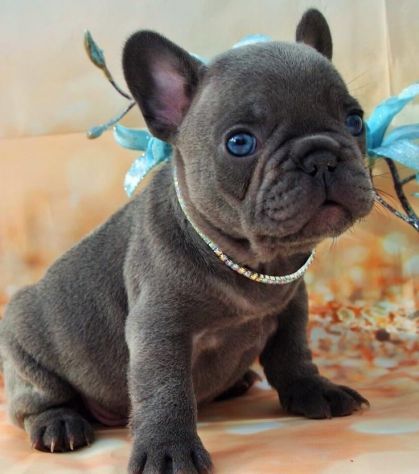 BULLDOG - BOULEDOGUE FRANCESE CUCCIOLI BLU pag. agevolato