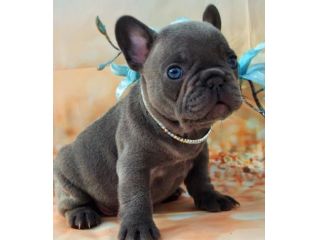 BULLDOG - BOULEDOGUE FRANCESE CUCCIOLI BLU pag. agevolato