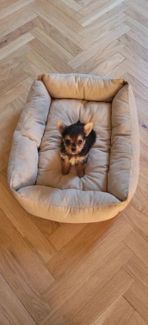 Simil yorkshire femminuccia mini