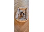 Simil yorkshire femminuccia mini